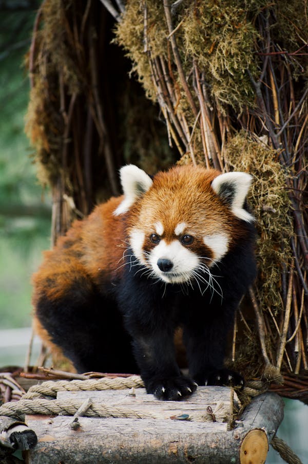 RedPanda